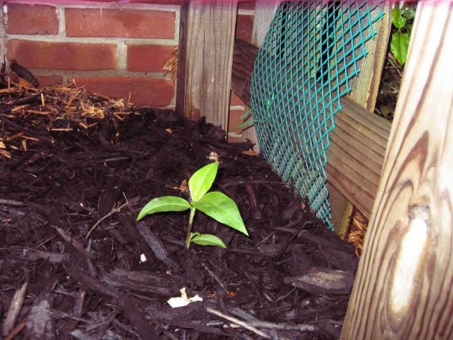 Name:  clematis16.jpg
Views: 1355
Size:  65.3 KB