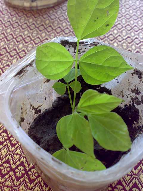 Name:  030620071828-kk.jpg
Views: 757
Size:  39.9 KB