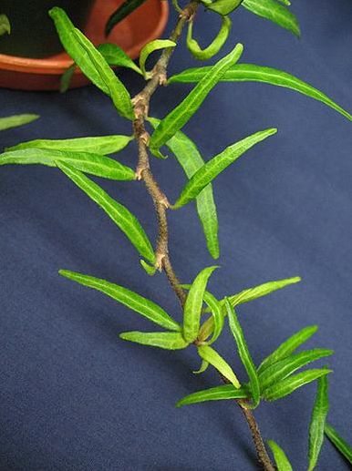 Name:  HH_greenfinger.htm.jpg
Views: 8087
Size:  35.9 KB