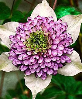 Name:  clematis1.jpg
Views: 1472
Size:  27.1 KB