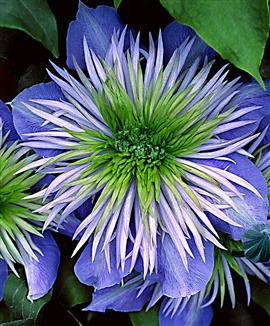 Name:  clematis3.jpg
Views: 1358
Size:  29.8 KB
