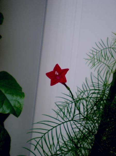 Name:  yldz adrDSCN9325_tn.jpg
Views: 758
Size:  27.6 KB