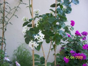 Name:  5 196.jpg
Views: 1273
Size:  39.2 KB