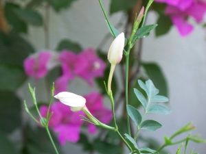 Name:  resimler 102.jpg
Views: 1190
Size:  28.1 KB