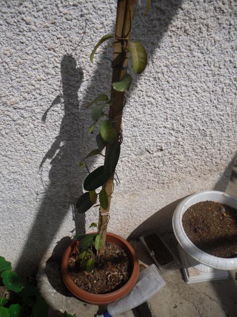Name:  SDC10195 copy.jpg
Views: 1350
Size:  73.0 KB