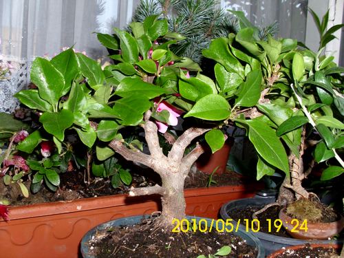 Name:  begonvil.jpg
Views: 3588
Size:  57.9 KB