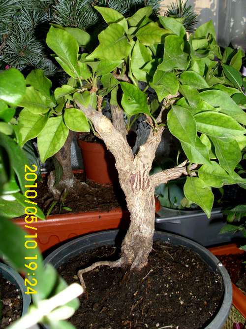 Name:  begonvil2.jpg
Views: 2575
Size:  61.2 KB