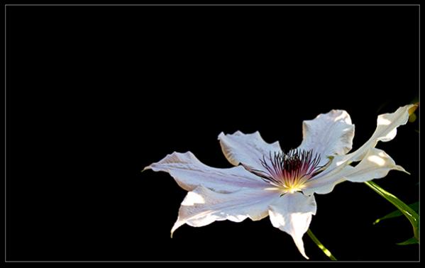 Name:  CLEMATIS2.jpg
Views: 989
Size:  17.8 KB