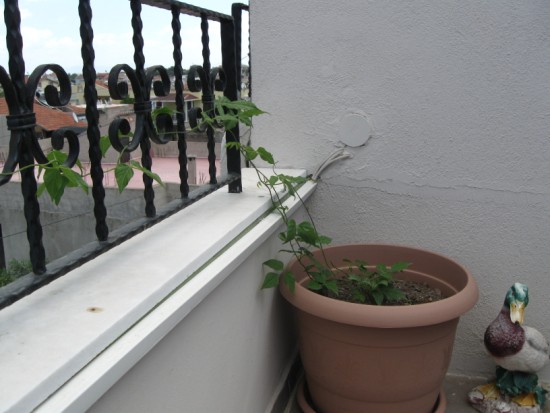 Name:  selluka.jpg
Views: 1069
Size:  60.2 KB