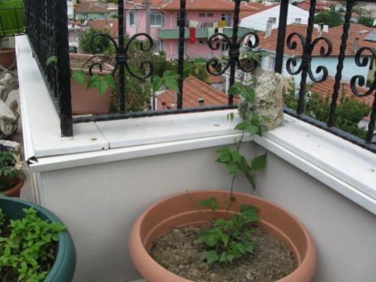 Name:  selluka2.jpg
Views: 1271
Size:  37.3 KB