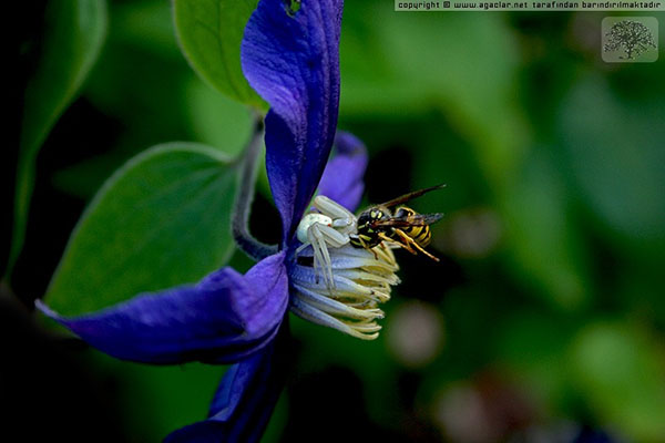 Name:  ib2qdju6 kopya.jpg
Views: 1184
Size:  54.3 KB