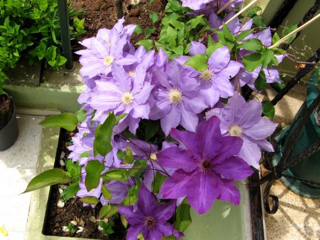 Name:  clematis1.jpg
Views: 927
Size:  66.4 KB