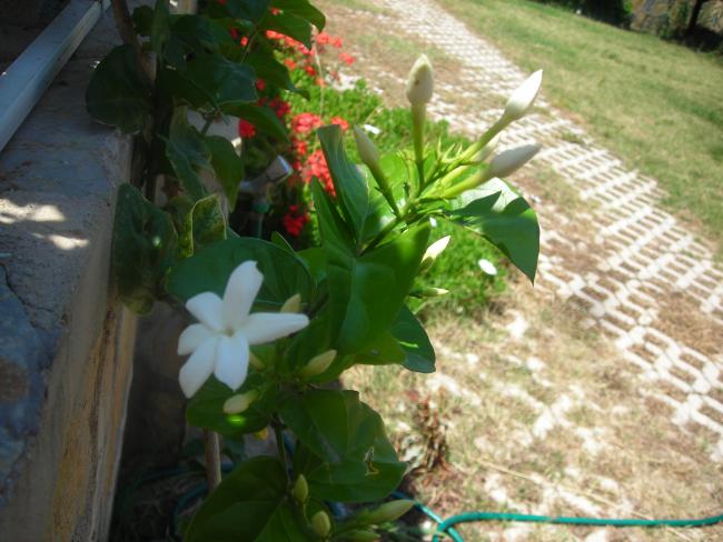 Name:  DSCN2123.jpg
Views: 1037
Size:  49.9 KB