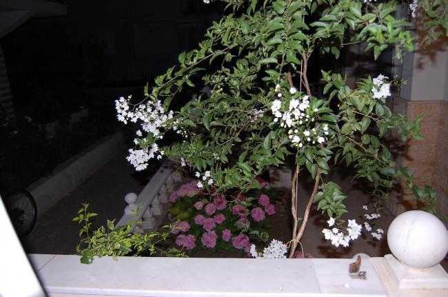 Name:  DSC_0015.jpg
Views: 1694
Size:  52.7 KB