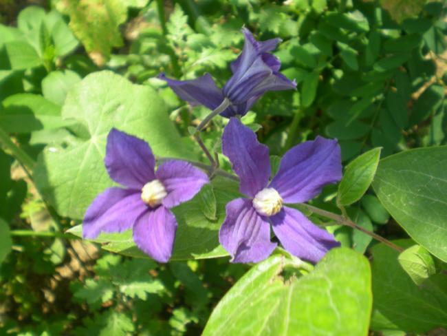 Name:  aDSCN0143_tn.jpg
Views: 1354
Size:  46.2 KB