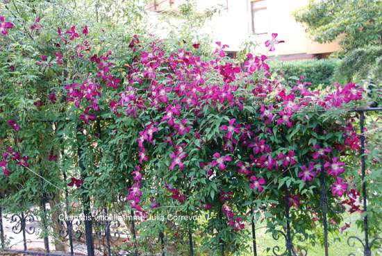 Name:  Bahe 05 Haziran 2010 084.JPG
Views: 3428
Size:  66.7 KB