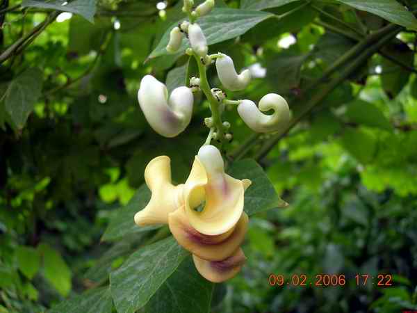 Name:  dkp selluka.jpg
Views: 695
Size:  21.4 KB