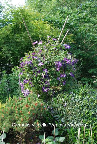 Name:  Clematis viticella 'Venosa Violacea' 2.JPG
Views: 1778
Size:  67.7 KB