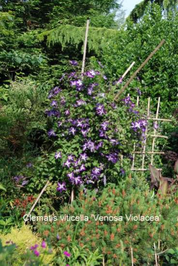 Name:  Clematis viticella 'Venosa Violacea' 3.jpg
Views: 2046
Size:  61.8 KB