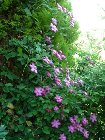 Name:  Clematis viticella 'Ville de Lyon'-2.JPG
Views: 1517
Size:  65.0 KB