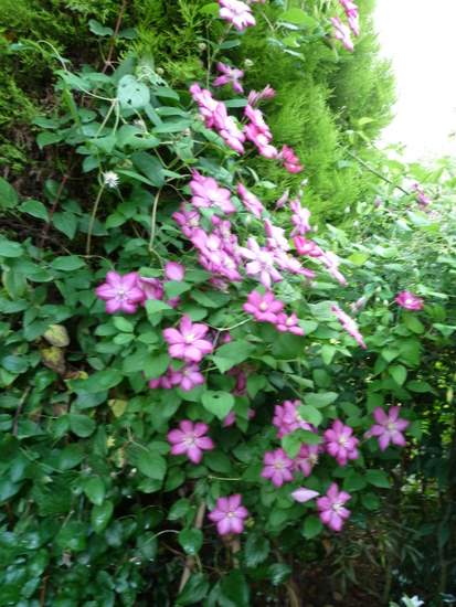 Name:  Clematis viticella 'Ville de Lyon'-3.JPG
Views: 1523
Size:  66.1 KB