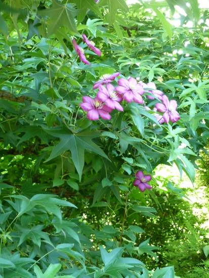 Name:  Clematis viticella 'Ville de Lyon'-4.JPG
Views: 1476
Size:  68.9 KB