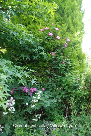 Name:  Clematis viticella 'Ville de Lyon'-5.JPG
Views: 1464
Size:  58.5 KB