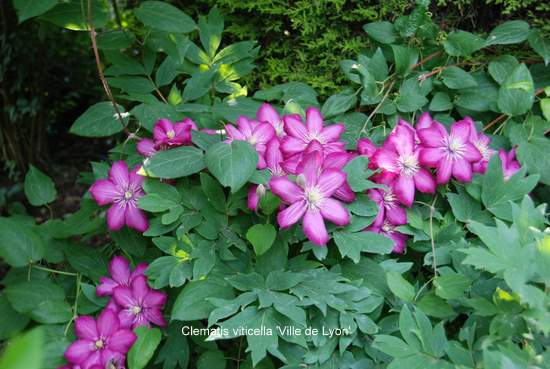 Name:  Clematis viticella 'Ville de Lyon'-6.JPG
Views: 1402
Size:  46.4 KB