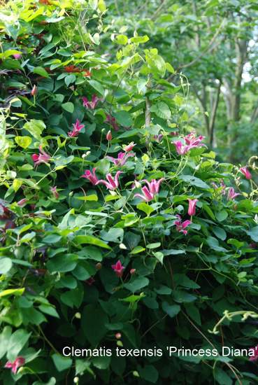 Name:  Clematis texensis 'Princess Diana'.JPG
Views: 1856
Size:  56.5 KB