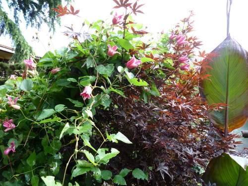 Name:  Clematis texensis 'Princess Diana' 4.JPG
Views: 2010
Size:  63.5 KB