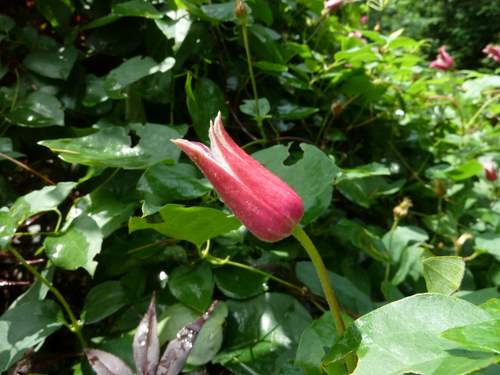 Name:  Clematis texensis 'Princess Diana' 5.JPG
Views: 1850
Size:  50.4 KB