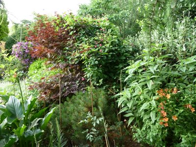 Name:  Clematis texensis 'Princess Diana' 3.JPG
Views: 1844
Size:  65.1 KB