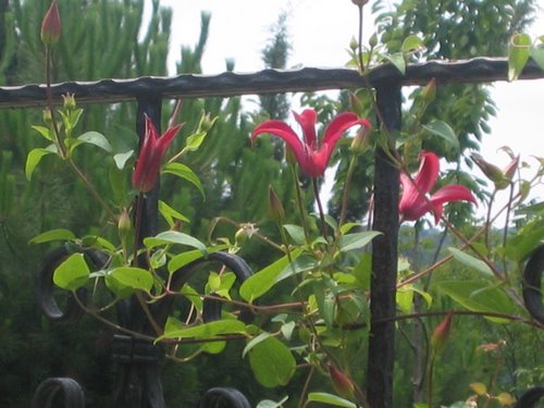 Name:  Clematis 'Gravetye.JPG
Views: 1512
Size:  54.6 KB