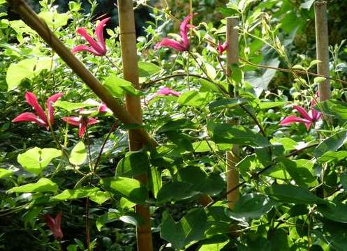 Name:  Clematis texensis 'Gravetye Beauty' 2.JPG
Views: 1675
Size:  68.5 KB