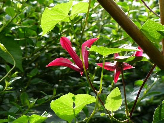 Name:  Clematis texensis 'Gravetye Beauty'.JPG
Views: 1994
Size:  62.4 KB