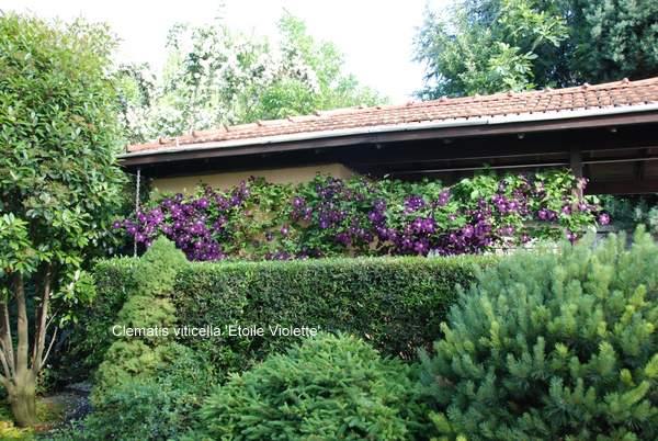 Name:  Bahe 05 Haziran 2010 068.JPG
Views: 1413
Size:  69.4 KB