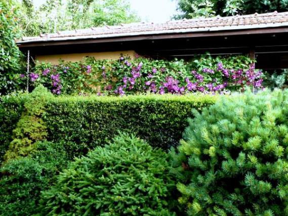 Name: Clematis viticella Etoile Violette.jpg
Views: 1937
Size: 72.7 KB