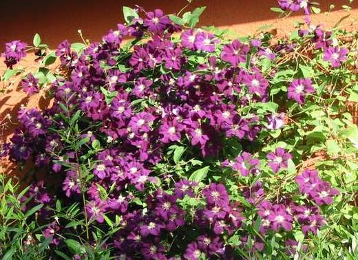 Name:  Clematis viticella 'Etoile Violette' 2.JPG
Views: 2804
Size:  68.8 KB