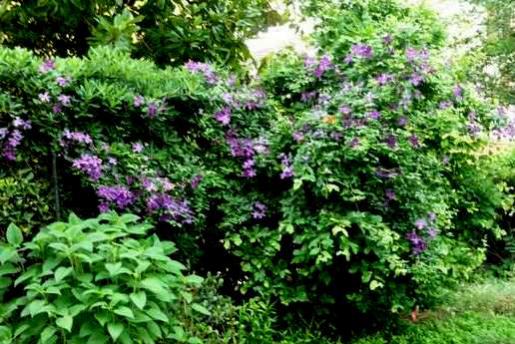 Name:  Clematis viticella 'Jackmanii'-25.jpg
Views: 1534
Size:  53.2 KB
