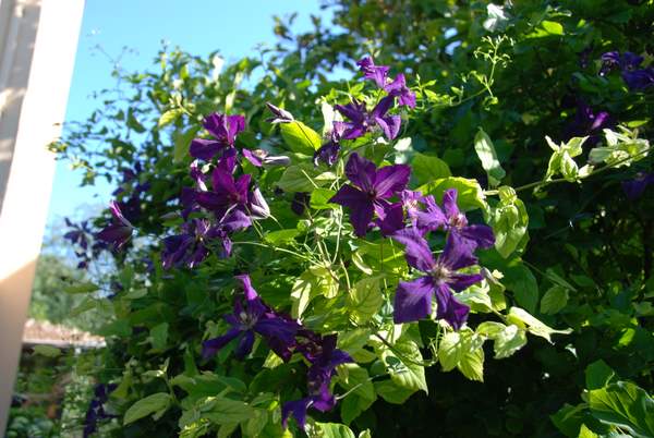 Name:  Clematis viticella 'Jackmanii'-2.JPG
Views: 1375
Size:  56.6 KB