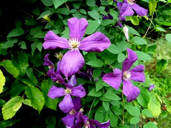 Name:  Clematis viticella 'Jackmanii'-24.JPG
Views: 1417
Size:  62.1 KB