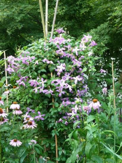 Name:  Clematis viticella ssp 3.jpg
Views: 1709
Size:  62.6 KB
