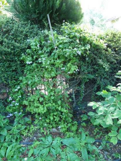 Name:  Clematis 'Pagoda' glgede1.jpg
Views: 1544
Size:  60.7 KB