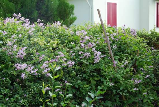 Name:  Clematis 'Pagoda' . 'Pagoda'-1.JPG
Views: 1699
Size:  58.8 KB