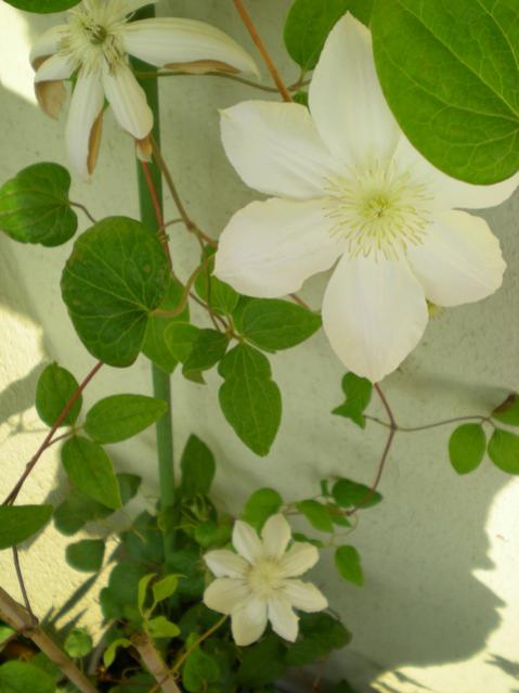 Name:  clmtDSCN9491_tn.jpg
Views: 1451
Size:  35.7 KB