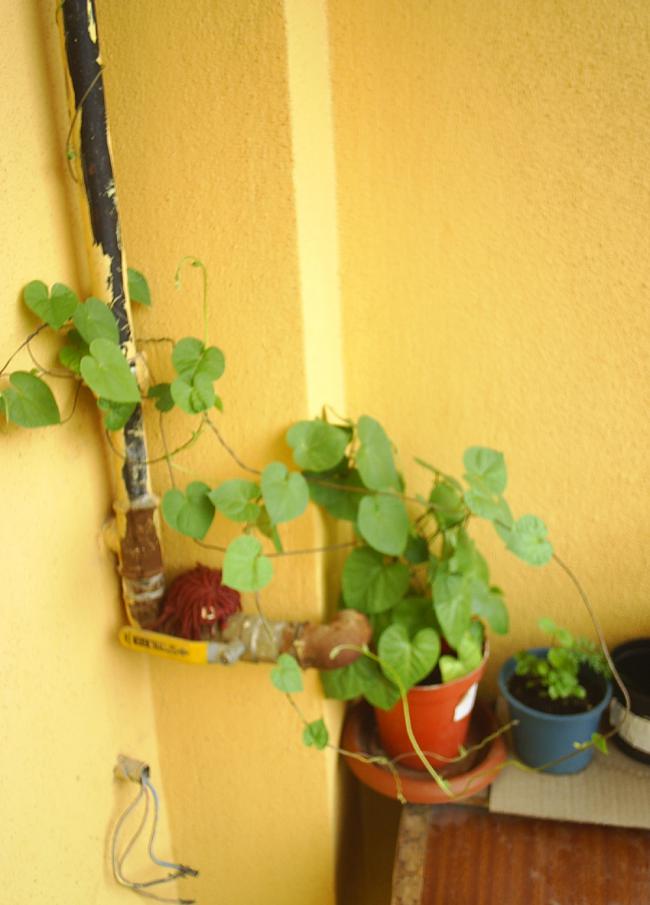 Name:  ipomea mutfak.jpg
Views: 1032
Size:  54.2 KB