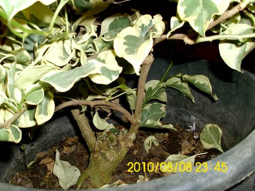 Name:  4.jpg
Views: 2121
Size:  40.6 KB