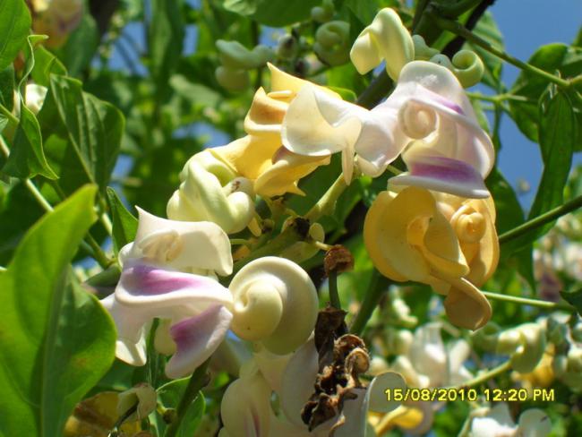 Name:  007.jpg
Views: 1061
Size:  49.3 KB