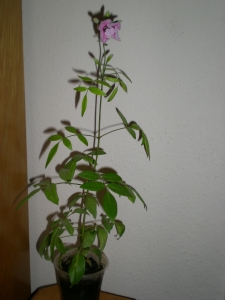 Name:  DSCN9561.jpg
Views: 1371
Size:  56.4 KB
