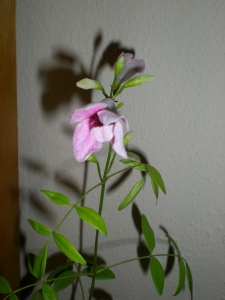 Name:  DSCN9565.jpg
Views: 1325
Size:  58.1 KB